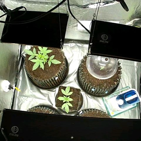 Auto Purple Kush growlog photo: Last photo after watering and closing up tent for the night 