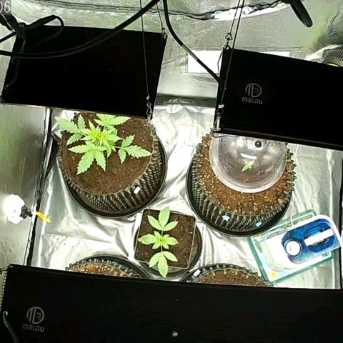 Auto Purple Kush growlog photo: Morning before and after lights on 