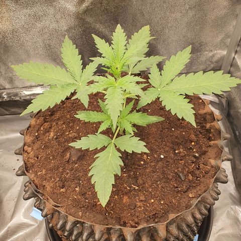 Auto Purple Kush growlog timeline photo