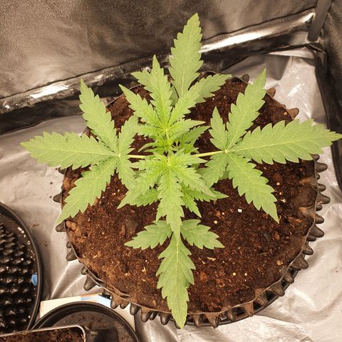 Auto Purple Kush growlog timeline photo