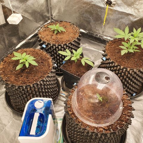 Auto Purple Kush growlog timeline photo