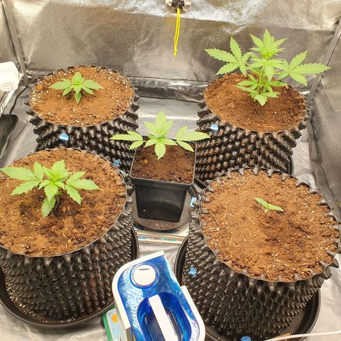 Auto Purple Kush growlog timeline photo