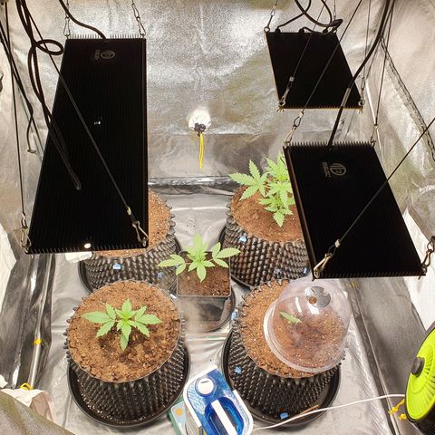 Auto Purple Kush growlog timeline photo
