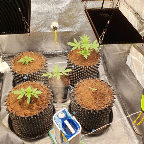 Auto Purple Kush growlog timeline photo