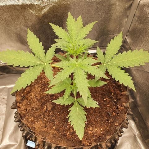 Auto Purple Kush growlog timeline photo