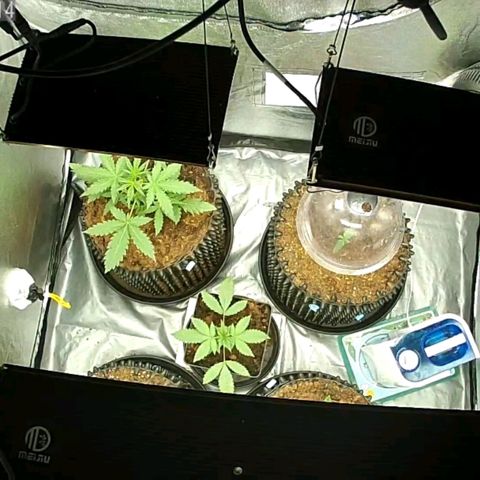 Auto Purple Kush growlog photo: 5pm afternoon Skycam