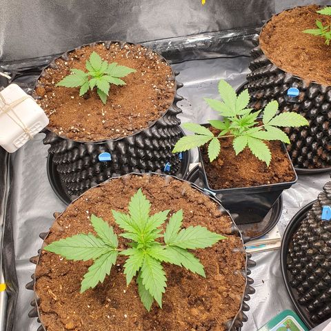 Auto Purple Kush growlog timeline photo