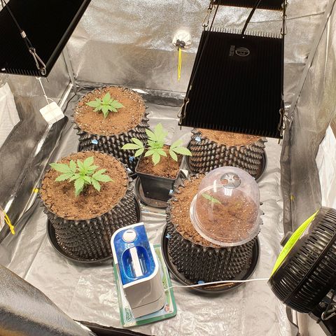 Auto Purple Kush growlog timeline photo