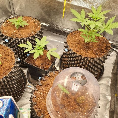 Auto Purple Kush growlog timeline photo