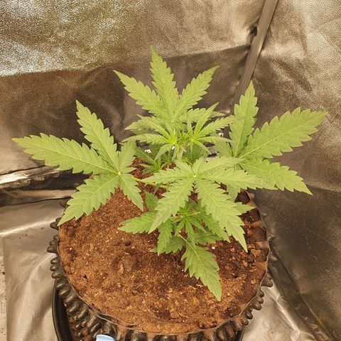 Auto Purple Kush growlog timeline photo