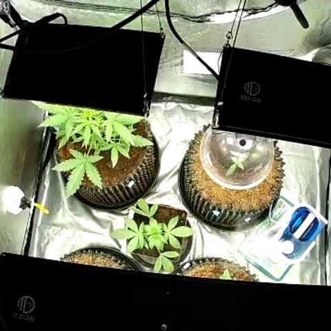 Auto Purple Kush growlog photo: Before and after sleep 