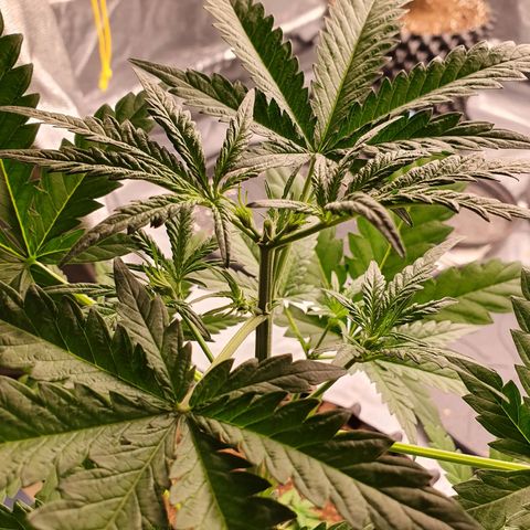 Auto Purple Kush growlog photo: Topped plant 