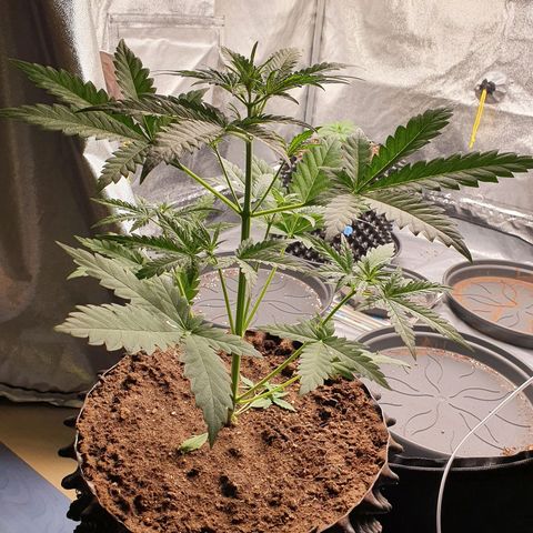 Auto Purple Kush growlog photo: Topped plant 