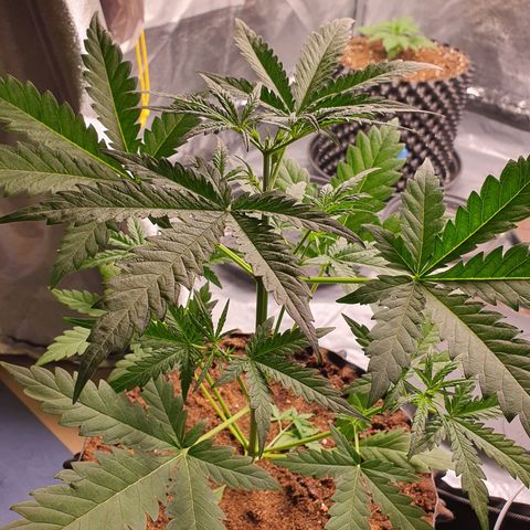 Auto Purple Kush growlog photo: Topped plant 