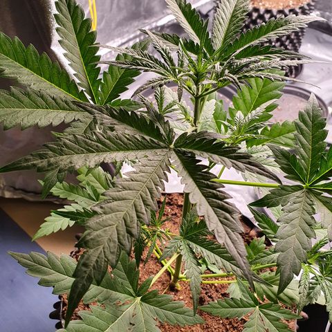 Auto Purple Kush growlog photo: Topped plant 