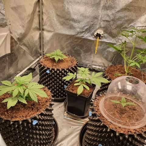 Auto Purple Kush growlog photo: Before and after watering 