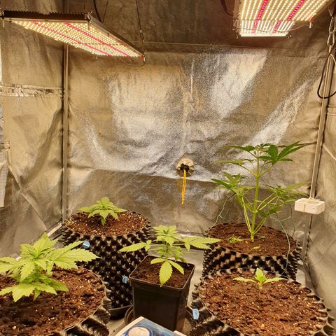 Auto Purple Kush growlog photo: Before and after watering 