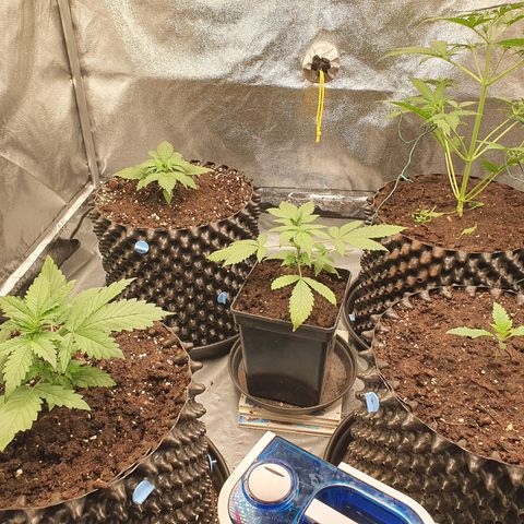 Auto Purple Kush growlog photo: Before and after watering 