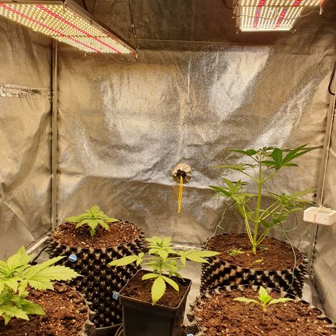 Auto Purple Kush growlog photo: Before and after watering 