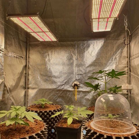 Auto Purple Kush growlog photo: Before and after watering 