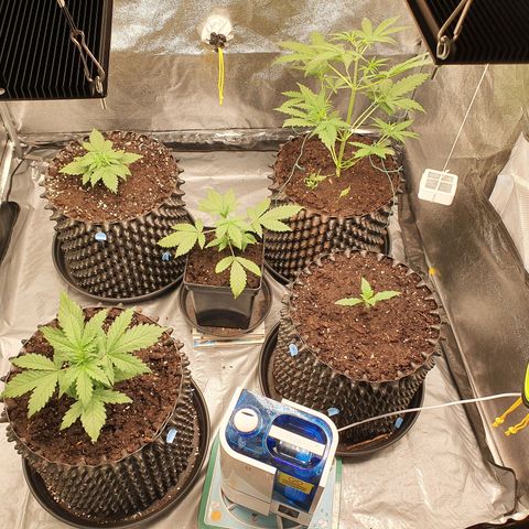 Auto Purple Kush growlog photo: Before and after watering 