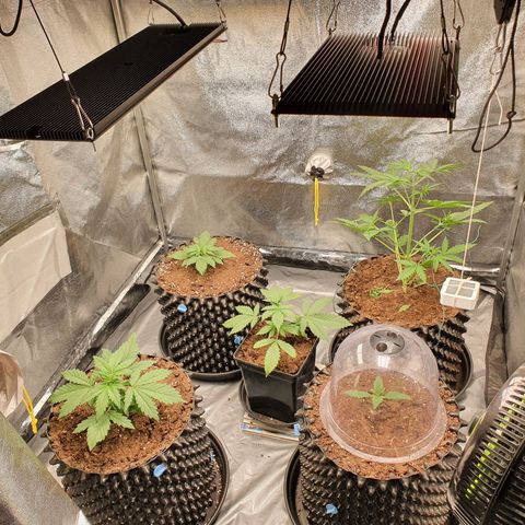 Auto Purple Kush growlog photo: Before and after watering 