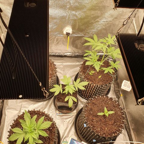 Auto Purple Kush growlog photo: Before and after watering 
