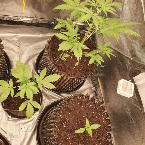 Auto Purple Kush growlog photo: Before and after watering 