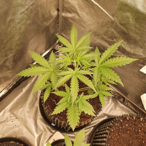 Auto Purple Kush growlog timeline photo