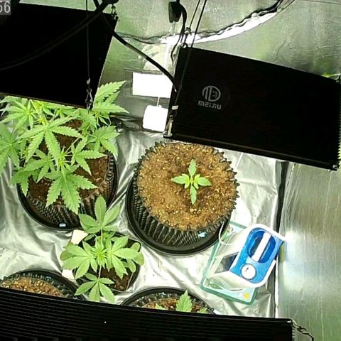 Auto Purple Kush growlog photo: Lights on morning pic 