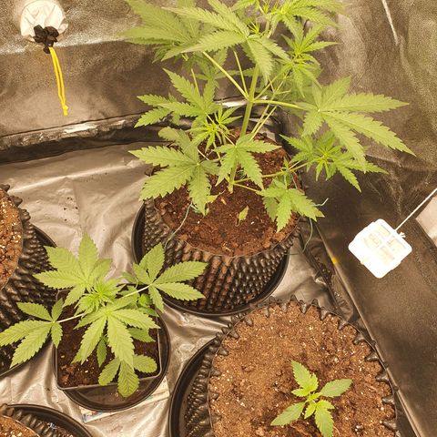 Auto Purple Kush growlog photo: Morning pics 