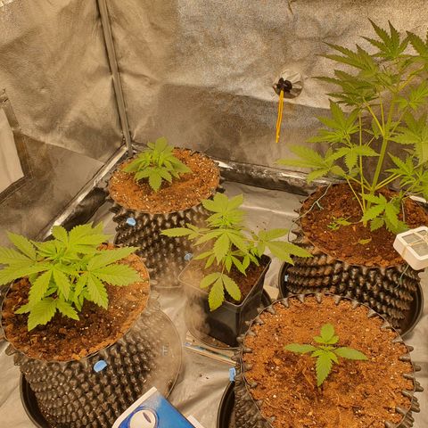 Auto Purple Kush growlog photo: Morning pics 