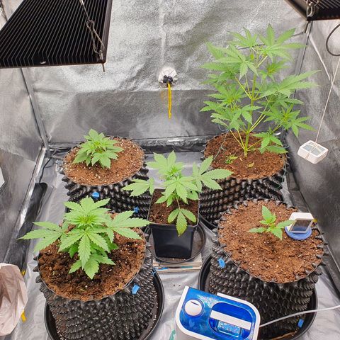 Auto Purple Kush growlog photo: Evening pics 