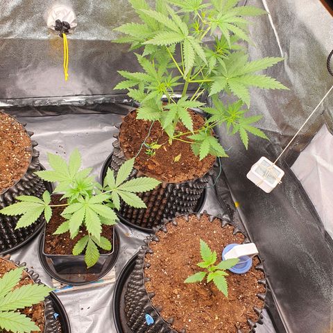 Auto Purple Kush growlog photo: Evening pics 