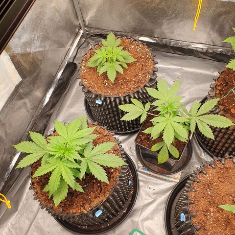 Auto Purple Kush growlog photo: Evening pics 
