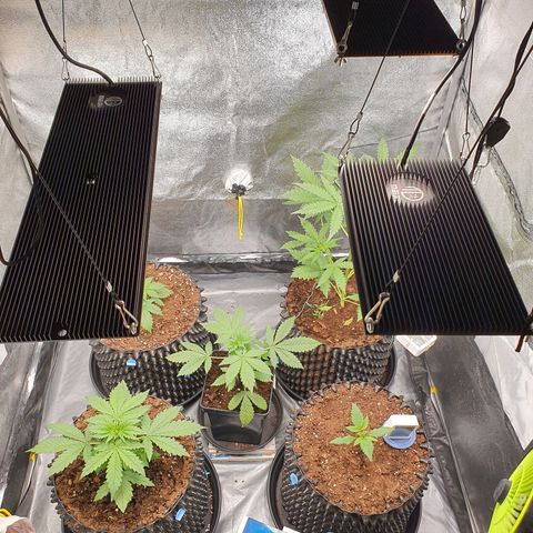 Auto Purple Kush growlog photo: Evening pics 