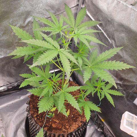 Auto Purple Kush growlog timeline photo