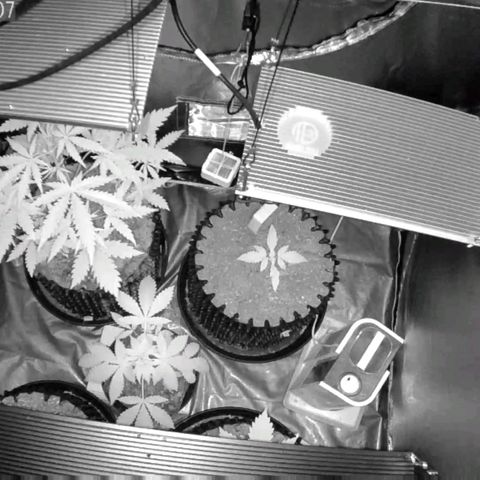 Auto Purple Kush growlog photo: Morning Cam Purple Kush growing more towards tent sides