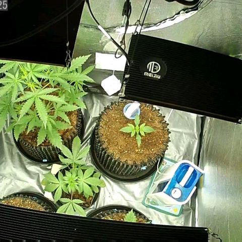 Auto Purple Kush growlog photo: Morning lights on