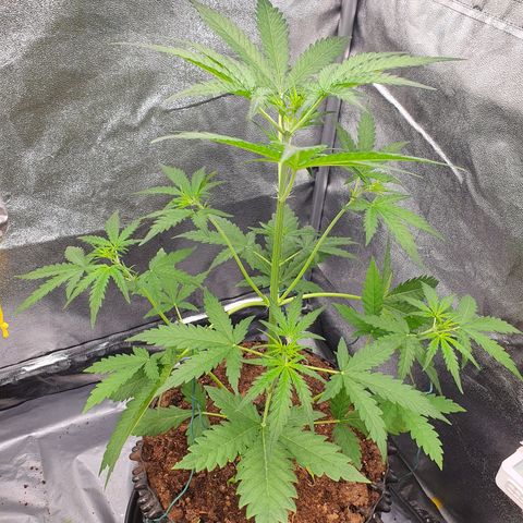 Auto Purple Kush growlog photo: Growth burst in action 
