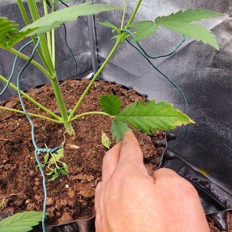 Auto Purple Kush growlog photo: Deficiency in both bottom leaves 