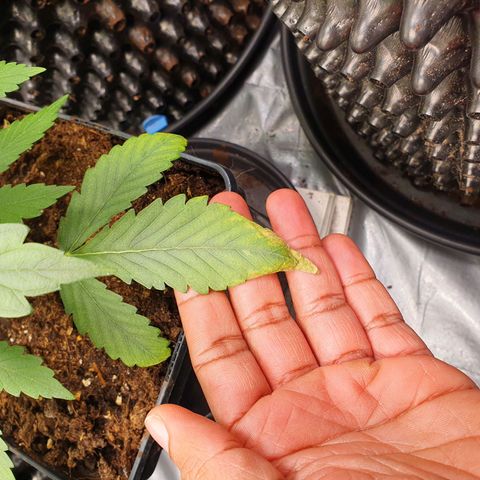 Auto Purple Kush growlog photo: Deficiency in both bottom leaves 