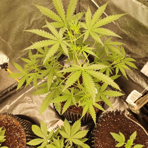Auto Purple Kush growlog timeline photo