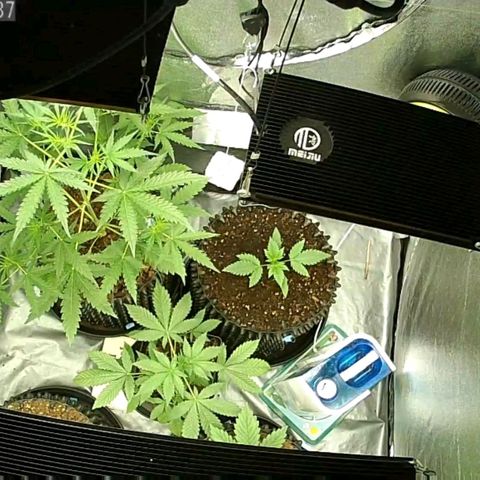 Auto Purple Kush growlog timeline photo