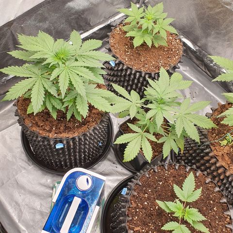 Auto Purple Kush growlog timeline photo