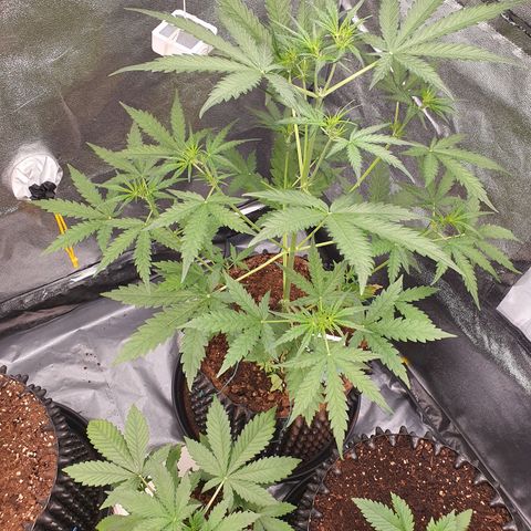 Auto Purple Kush growlog timeline photo