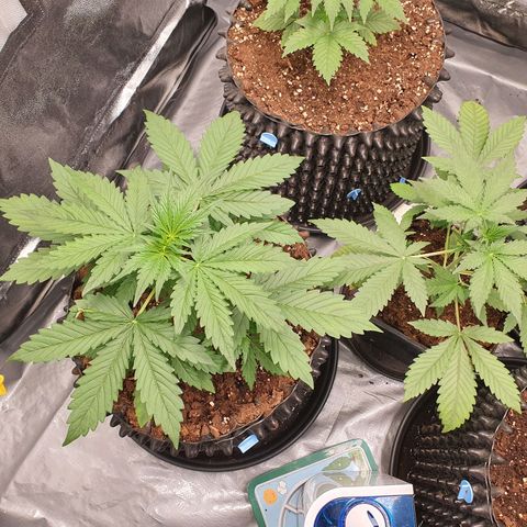 Auto Purple Kush growlog timeline photo