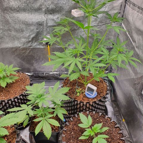 Auto Purple Kush growlog timeline photo