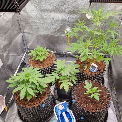Auto Purple Kush growlog timeline photo