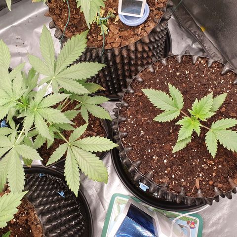 Auto Purple Kush growlog timeline photo
